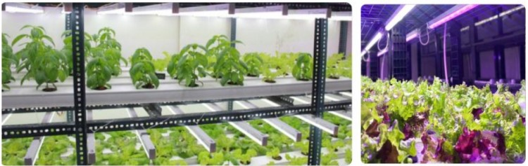 grow LED light for seed starting grow LED light for seed starting