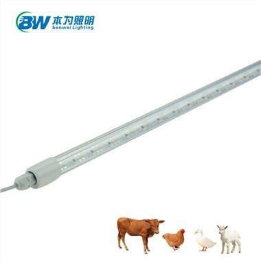 Fény időzítővel a Chicken Coop számára