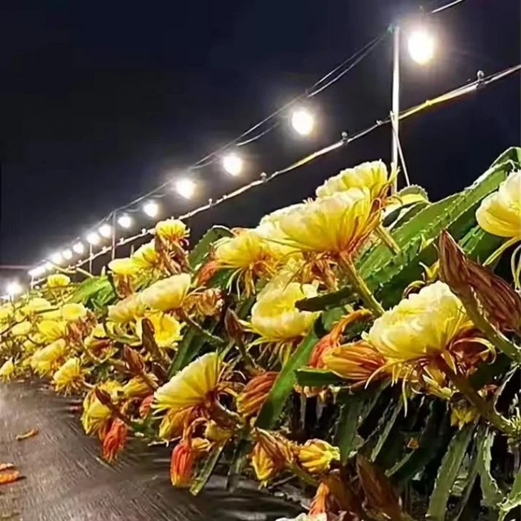 High-CRI Full Spectrum LED Plant Light factory