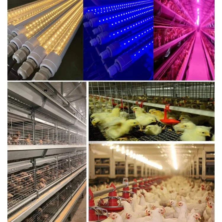 Full Spectrum Poultry Lighting Full Spectrum Poultry Lighting