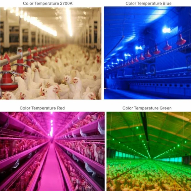 E27 Poultry Dimmable Led Bulb Light E27 Poultry Dimmable Led Bulb Light