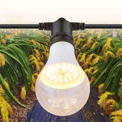 Grow Light: mi ez? Hogyan működik, és miben különbözik a hagyományos izzóktól?