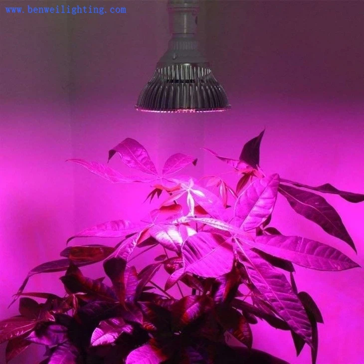 uv bulb for plants